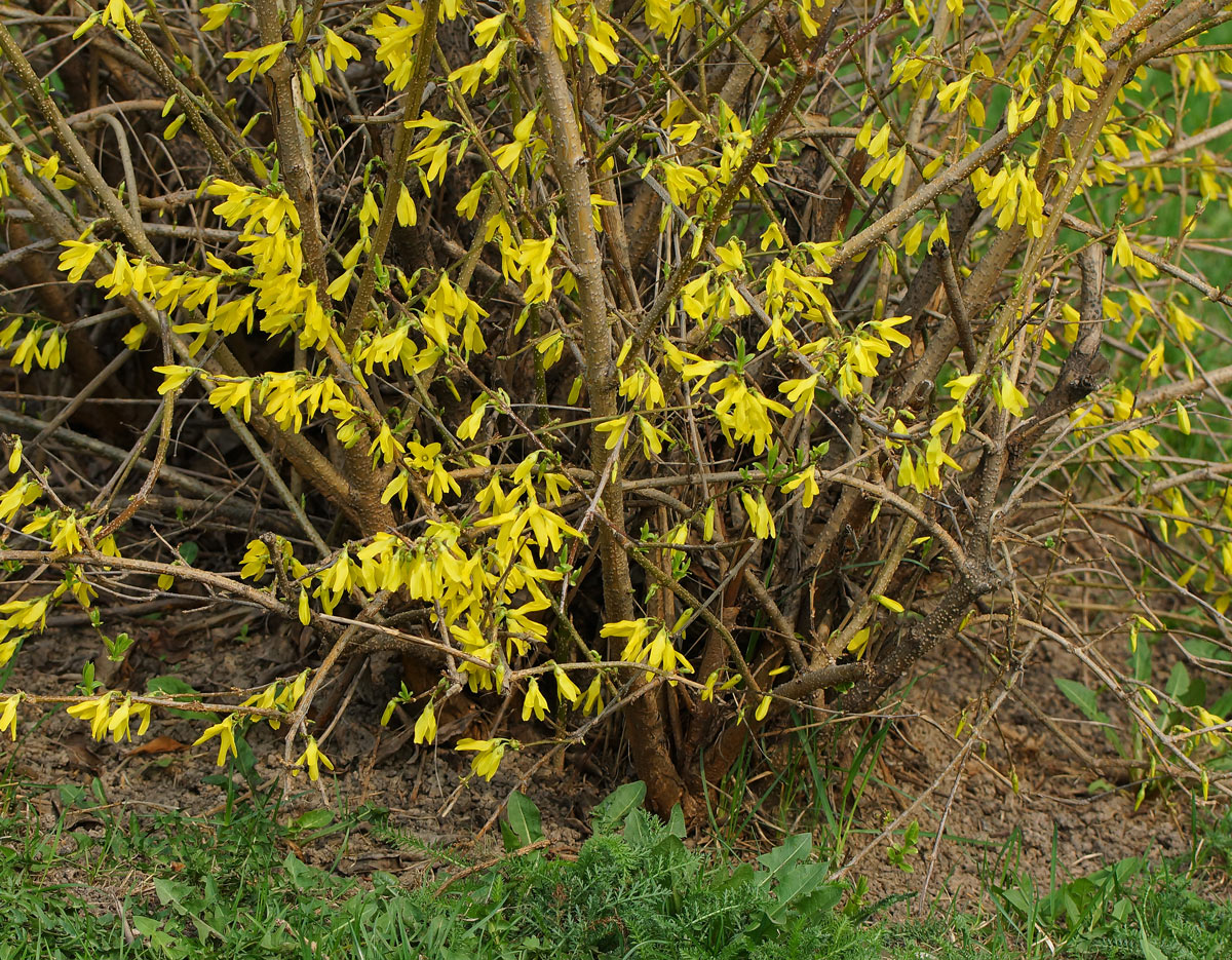 Изображение особи род Forsythia.