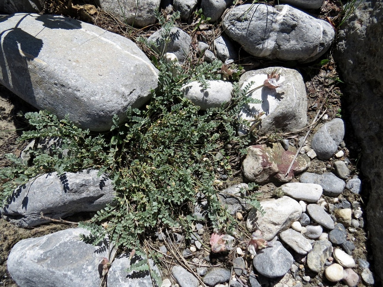 Image of Astragalus nivalis specimen.