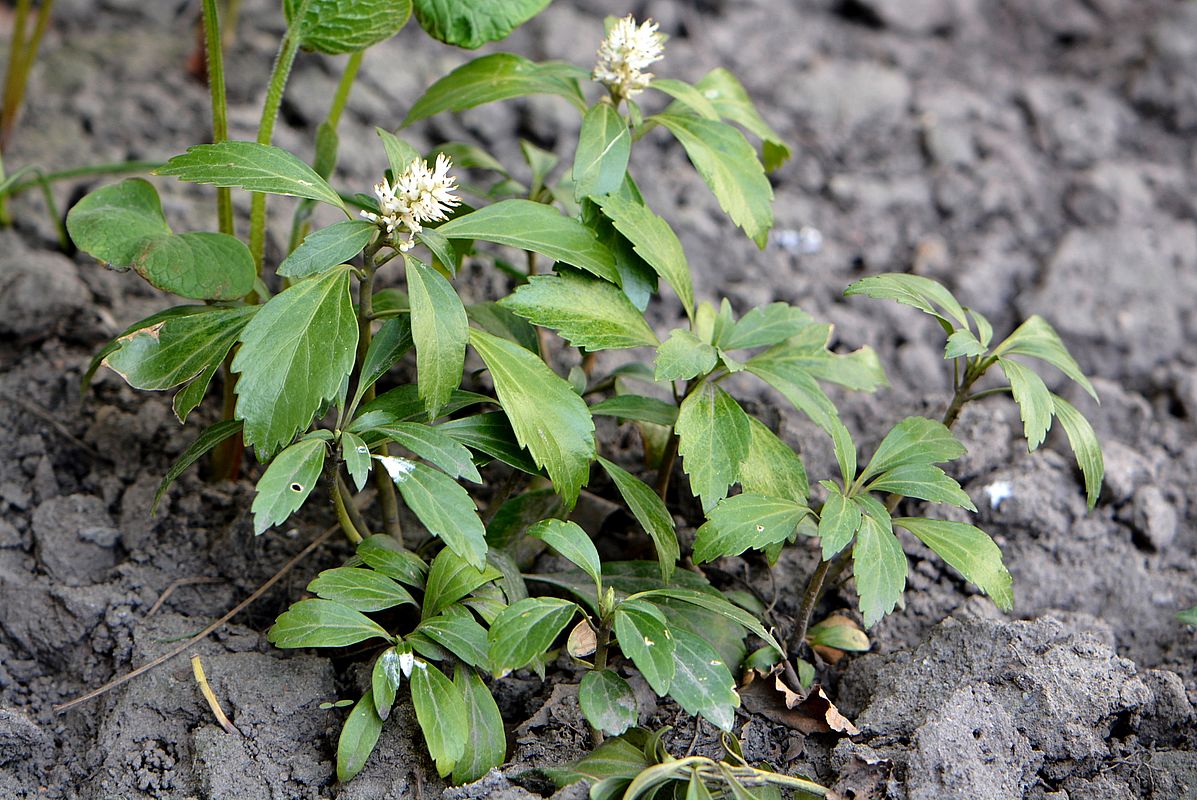 Изображение особи Pachysandra terminalis.