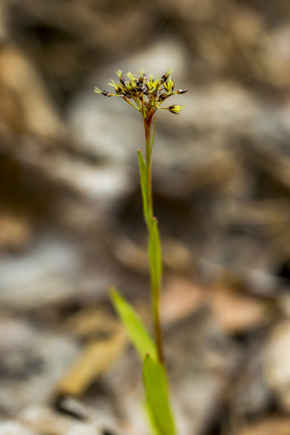 Image of Luzula pilosa specimen.