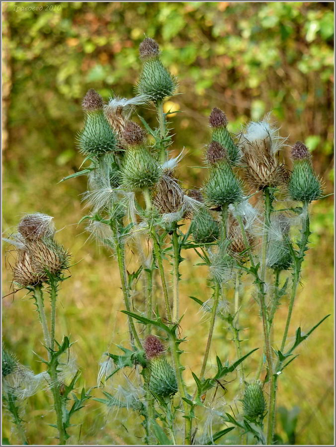 Image of Cirsium vulgare specimen.