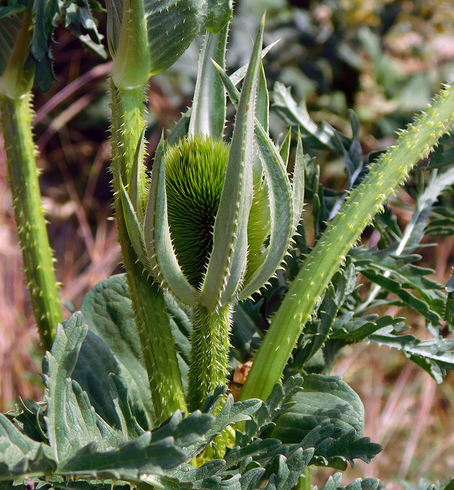 Image of Dipsacus laciniatus specimen.