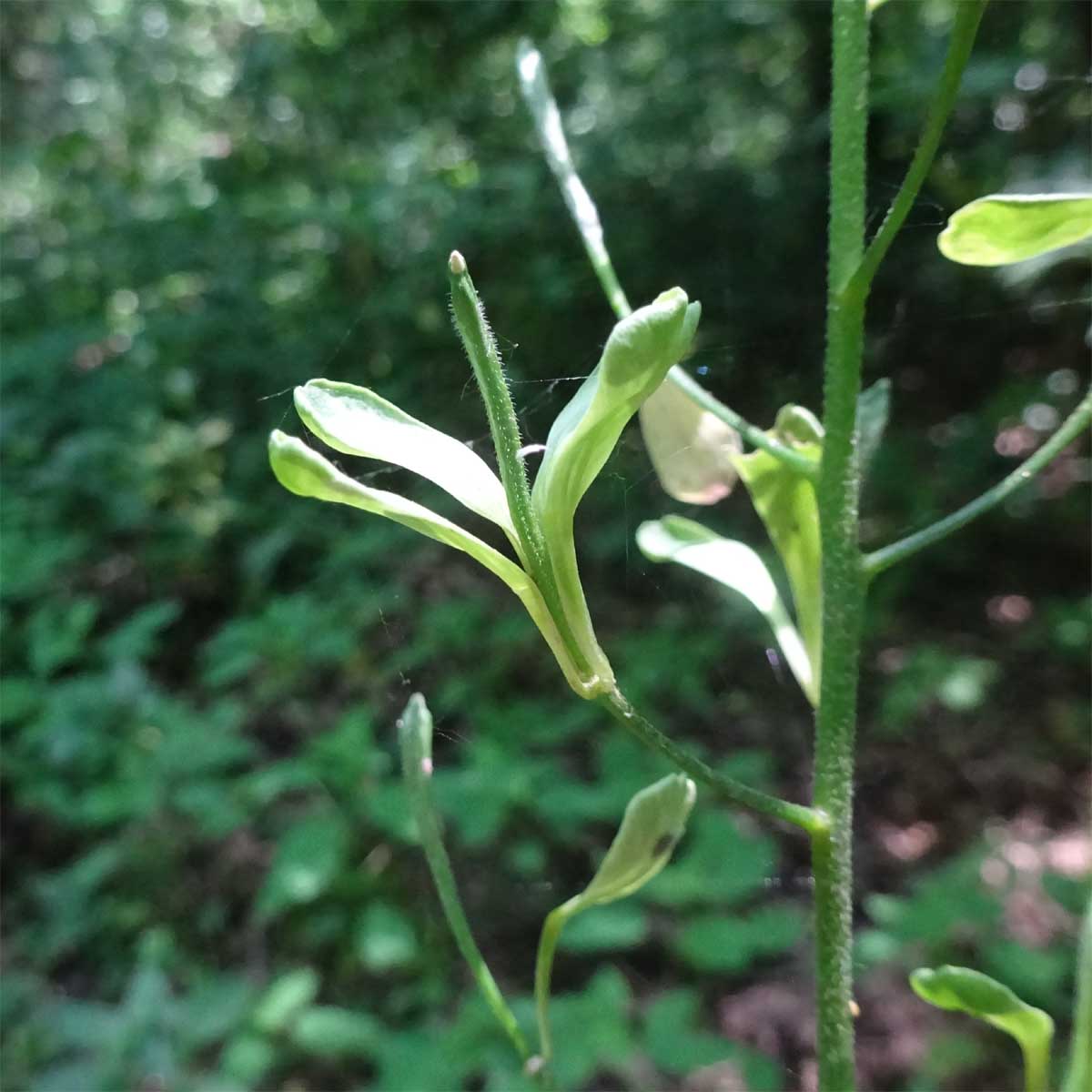 Image of Hesperis matronalis specimen.