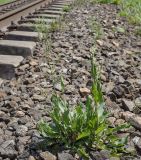 Rumex acetosa