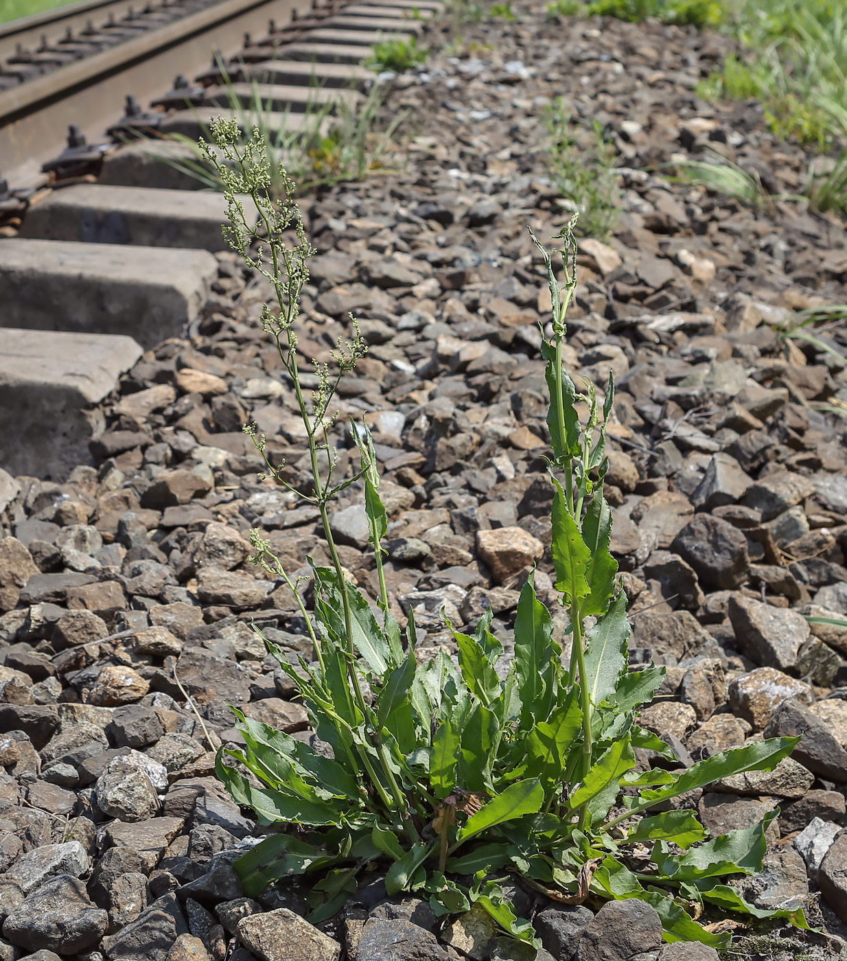 Изображение особи Rumex acetosa.