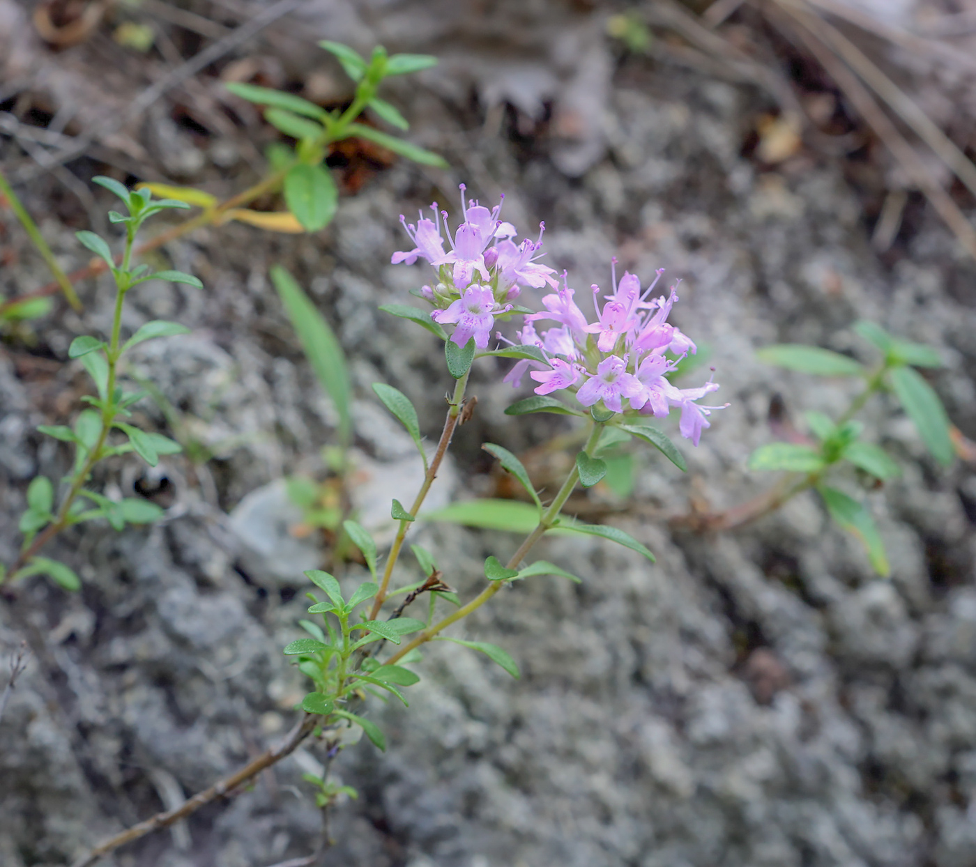 Изображение особи Thymus bashkiriensis.