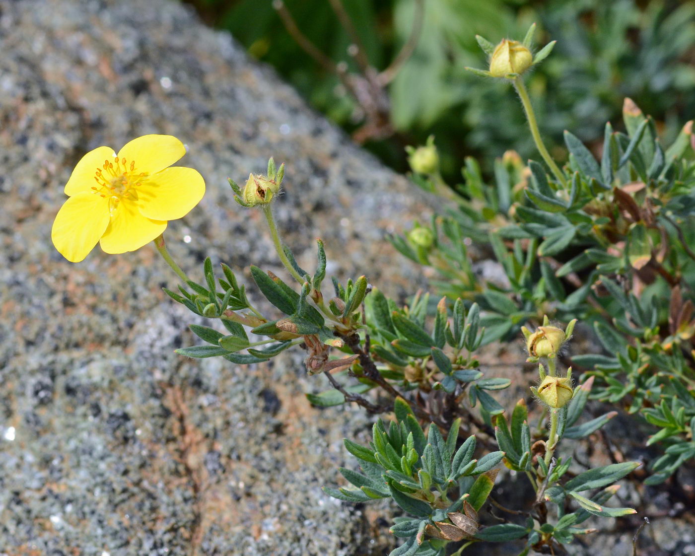 Image of Dasiphora fruticosa specimen.