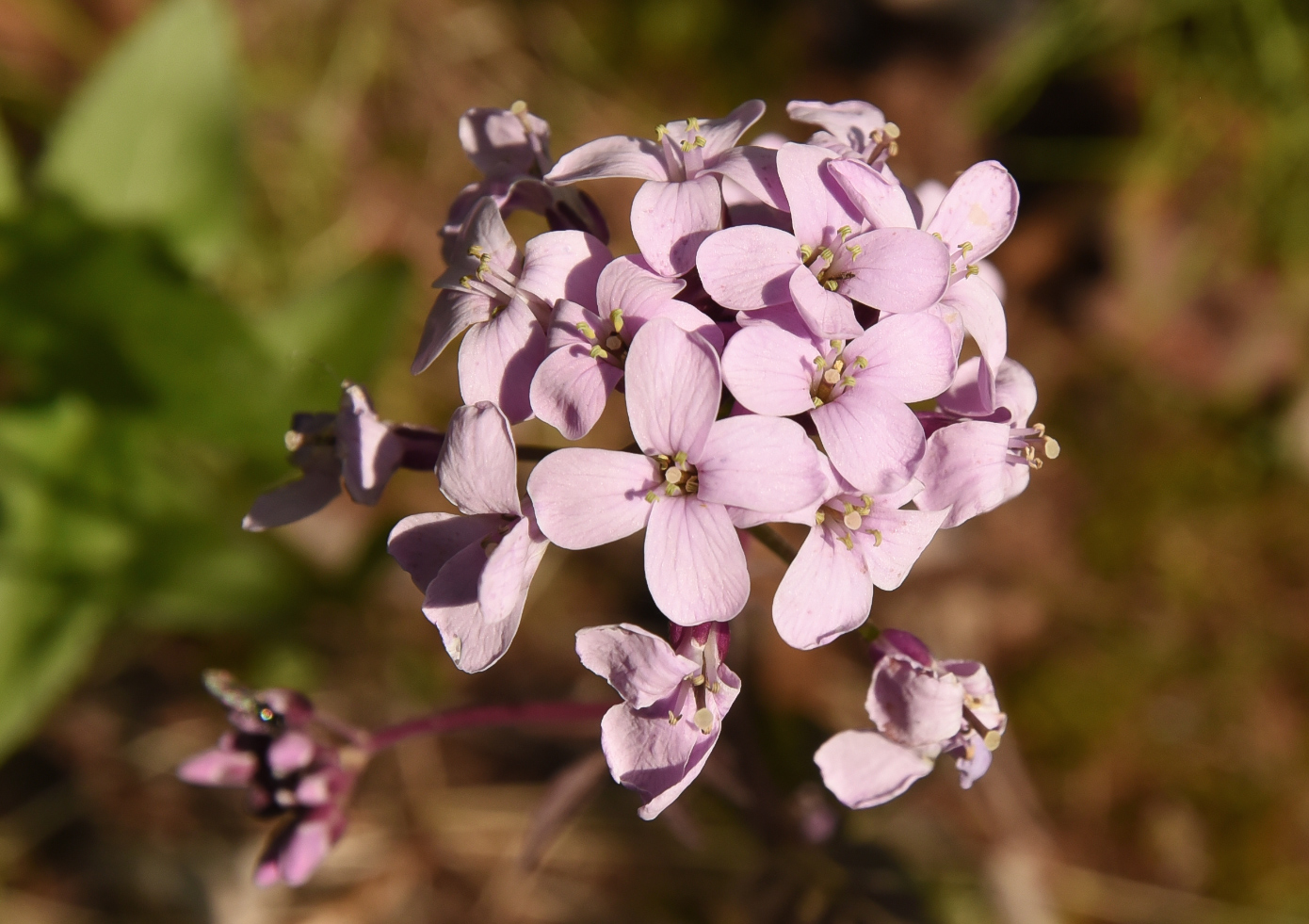 Изображение особи Cardamine macrophylla.