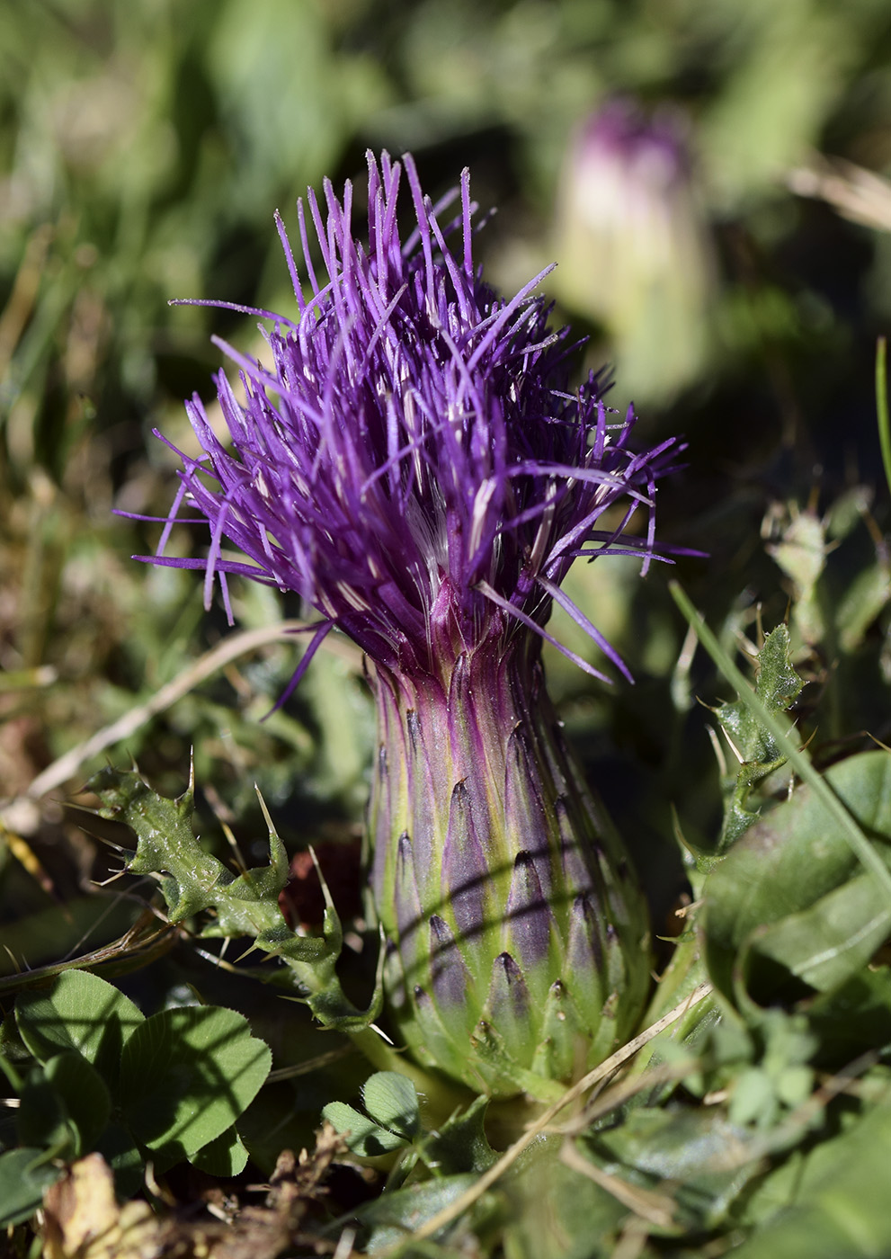 Image of Cirsium acaule specimen.