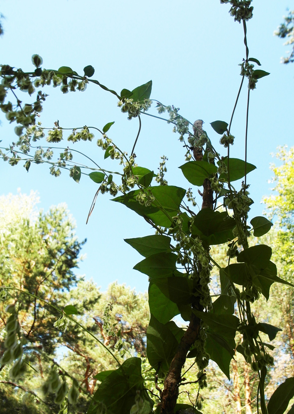 Image of Fallopia dumetorum specimen.