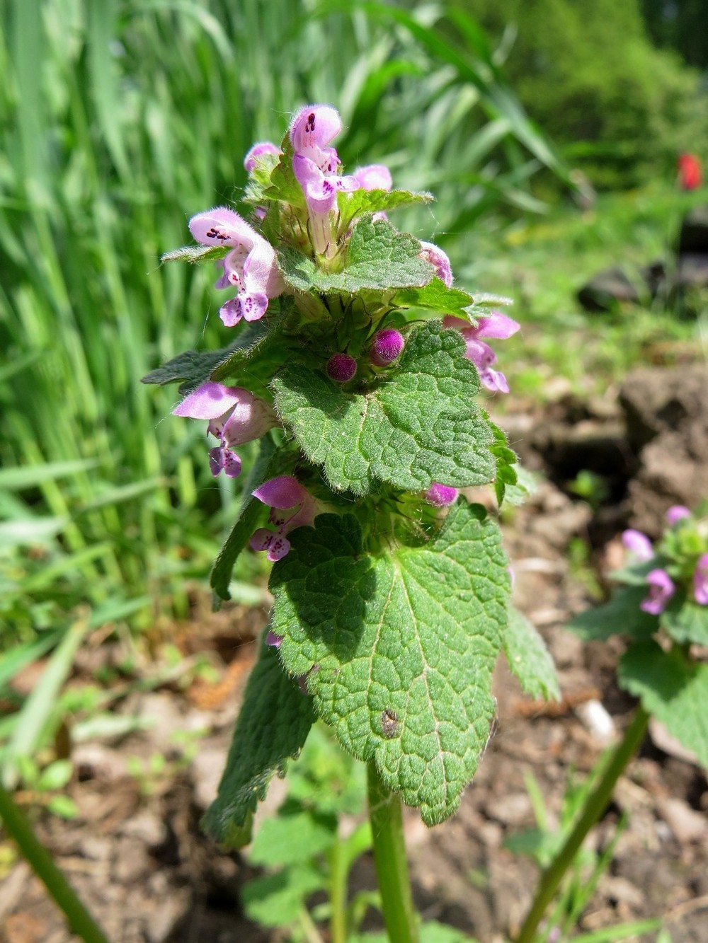 Image of Lamium purpureum specimen.