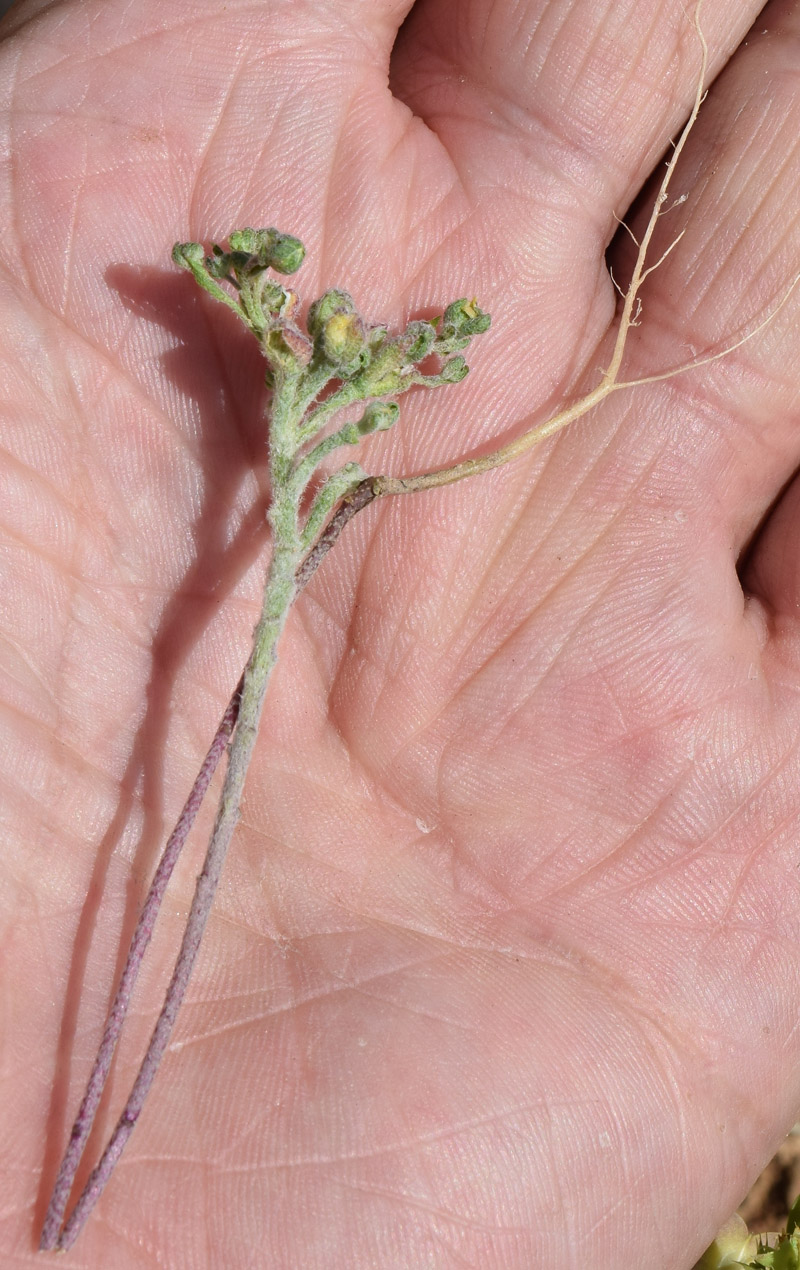 Image of genus Alyssum specimen.