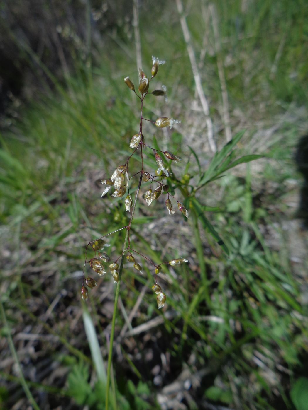 Image of Hierochloe odorata specimen.