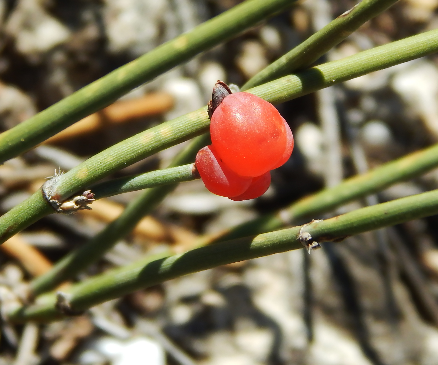 Изображение особи Ephedra distachya.