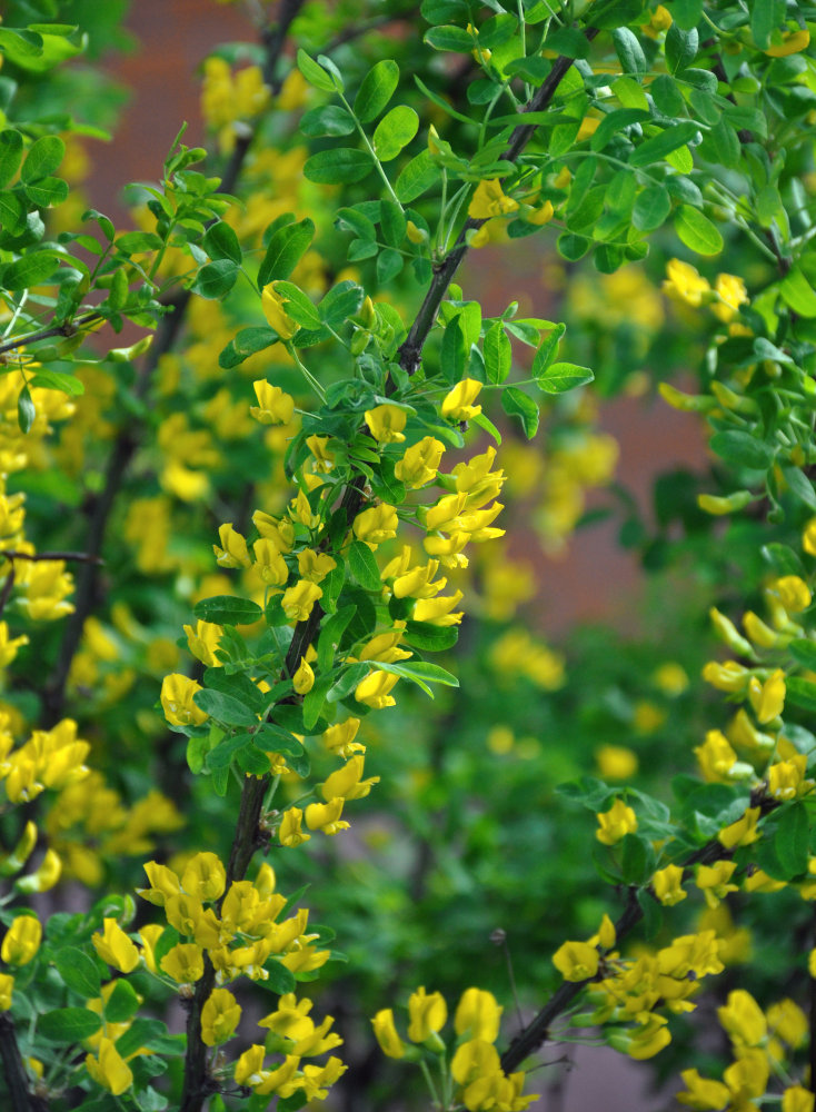 Изображение особи Caragana arborescens.