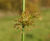 Juncus effusus. Часть стебля с соцветием. Подмосковье, окр. г. Одинцово, сырая опушка смешанного леса. Октябрь 2020 г.