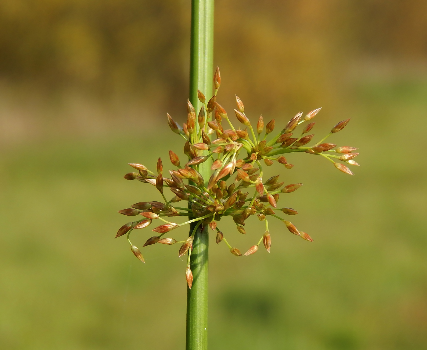 Изображение особи Juncus effusus.