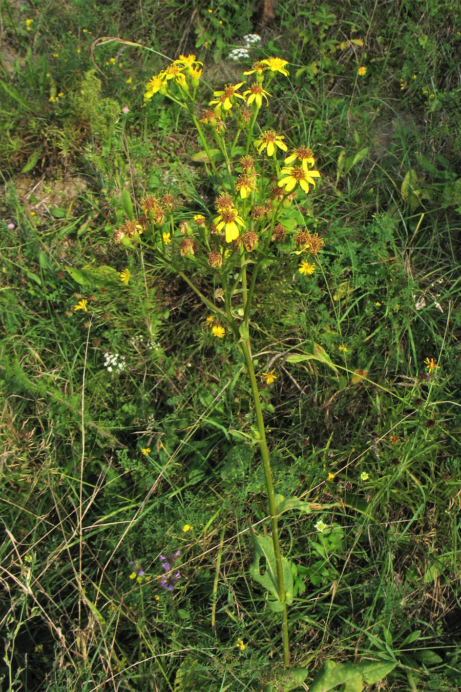 Изображение особи Senecio umbrosus.