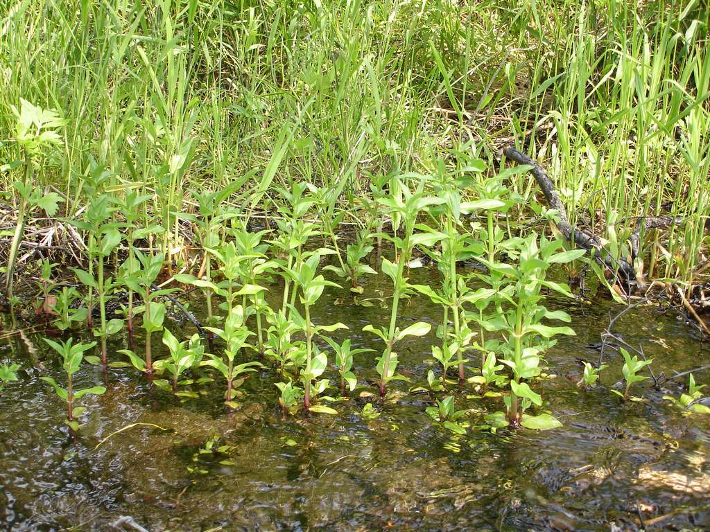 Image of Veronica americana specimen.