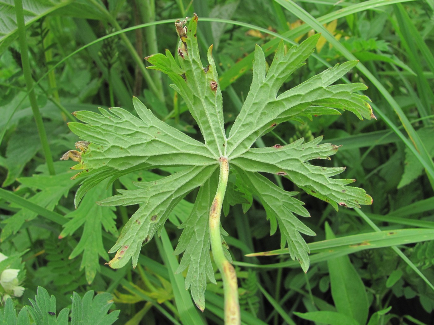 Изображение особи Geranium pratense.