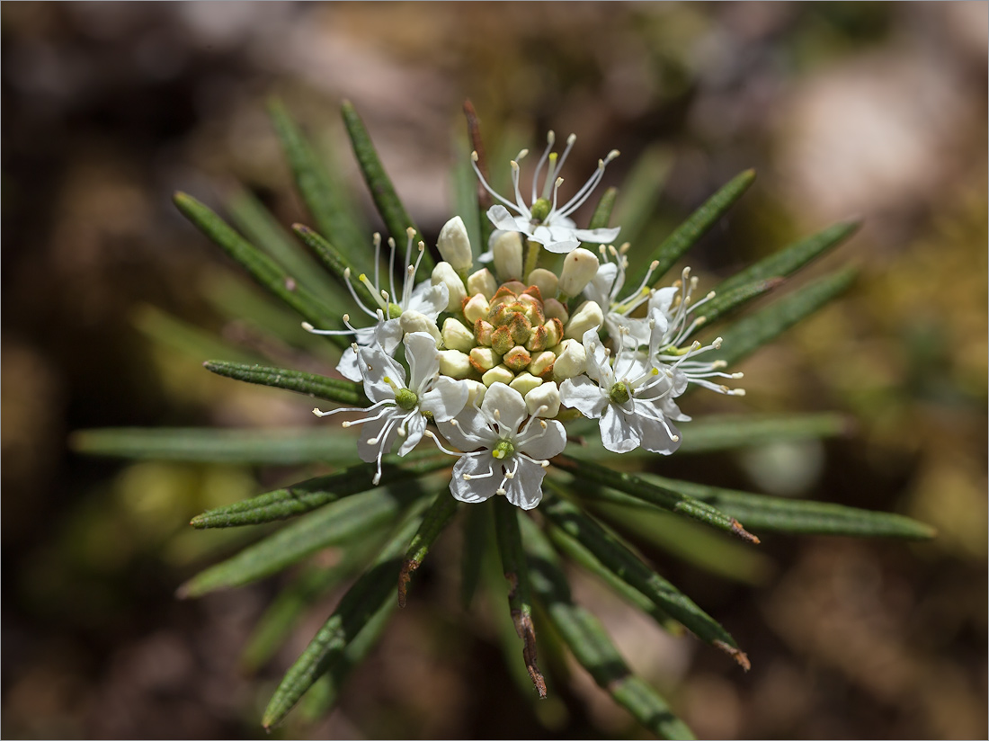 Image of Ledum palustre specimen.