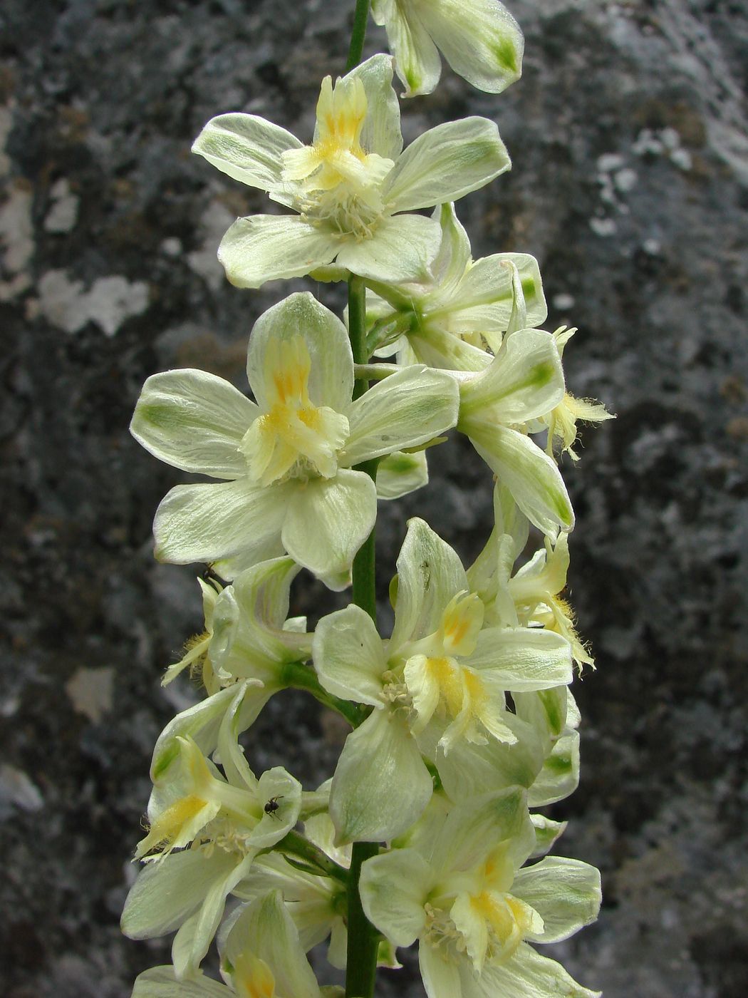 Изображение особи Delphinium biternatum.