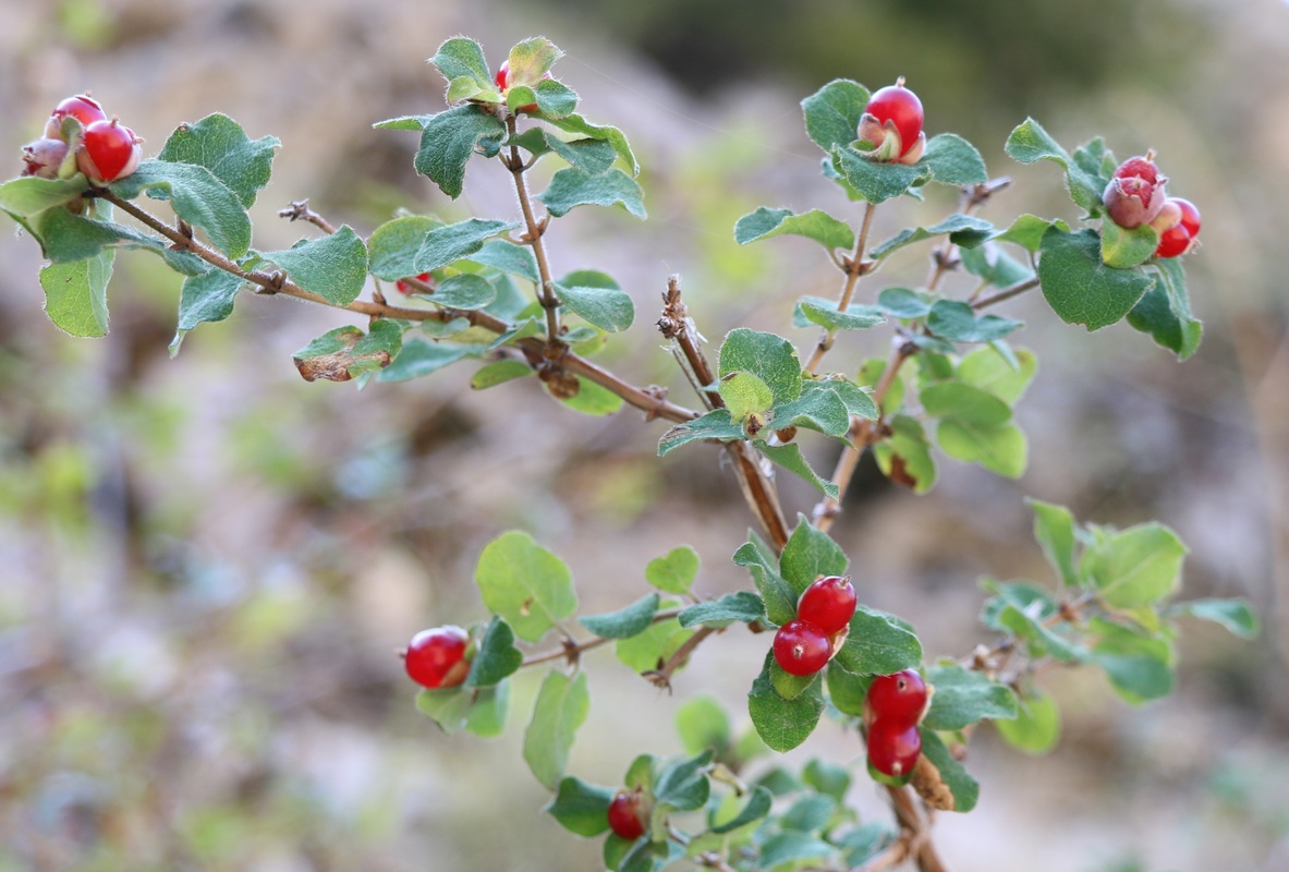 Image of Lonicera iberica specimen.