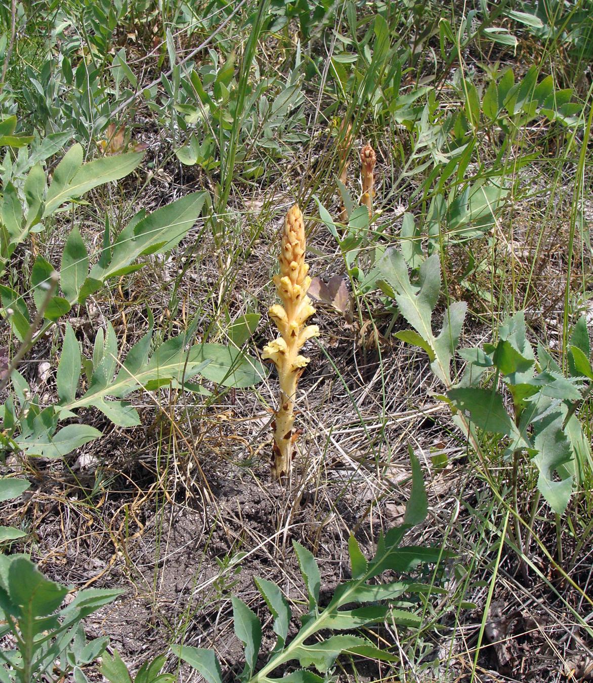 Изображение особи Orobanche centaurina.