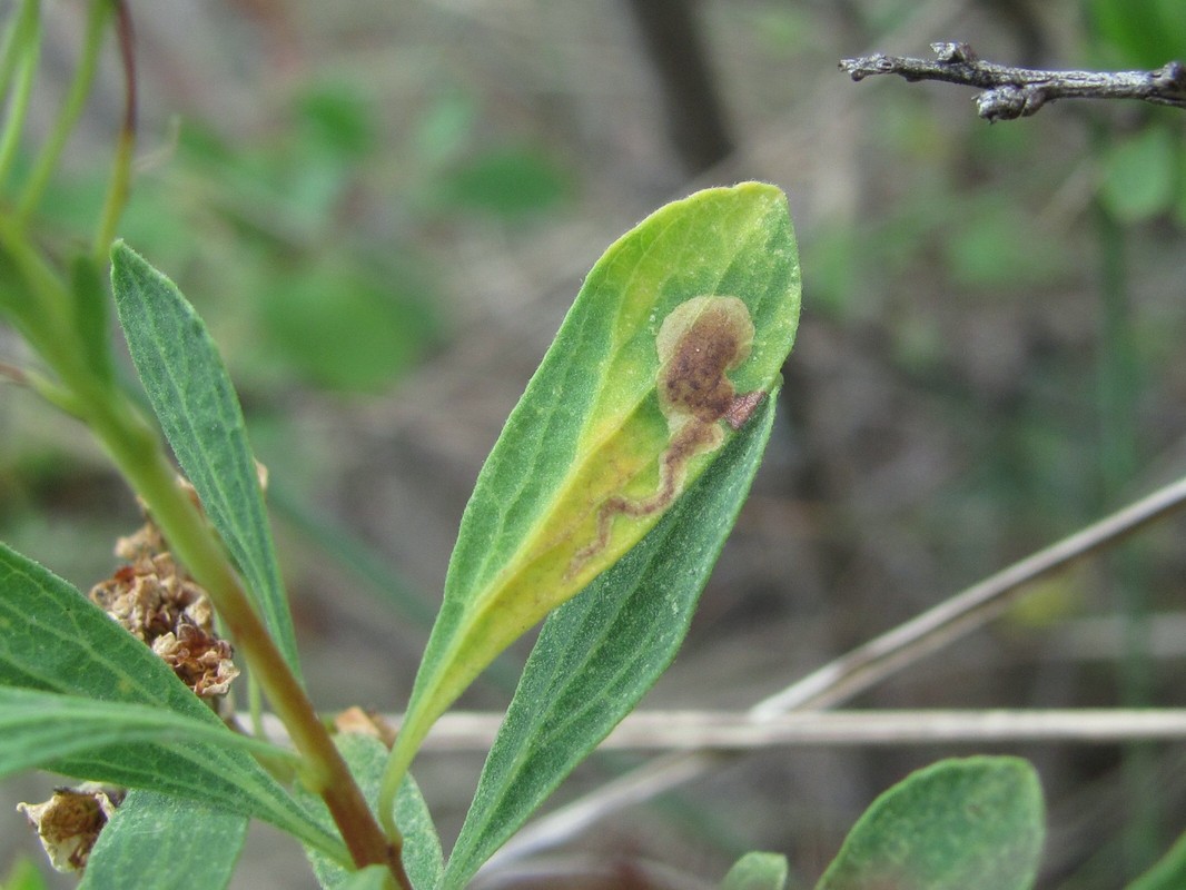 Изображение особи Spiraea crenata.