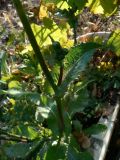 Sonchus asper