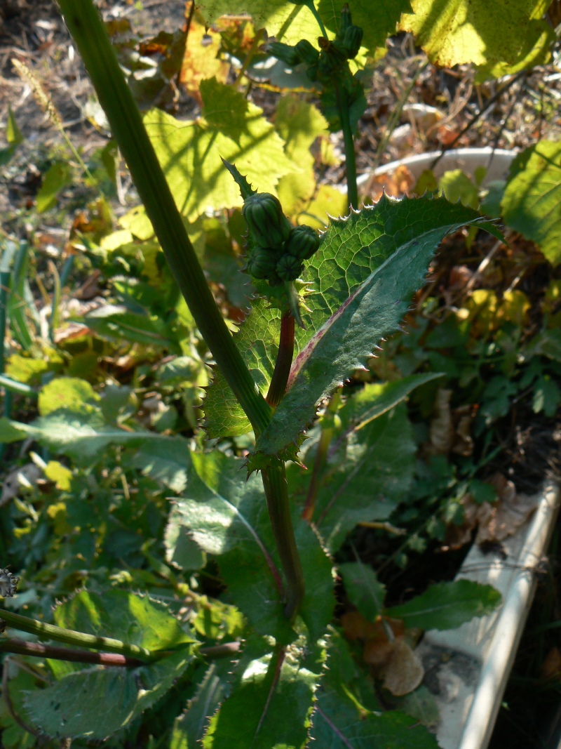 Image of Sonchus asper specimen.