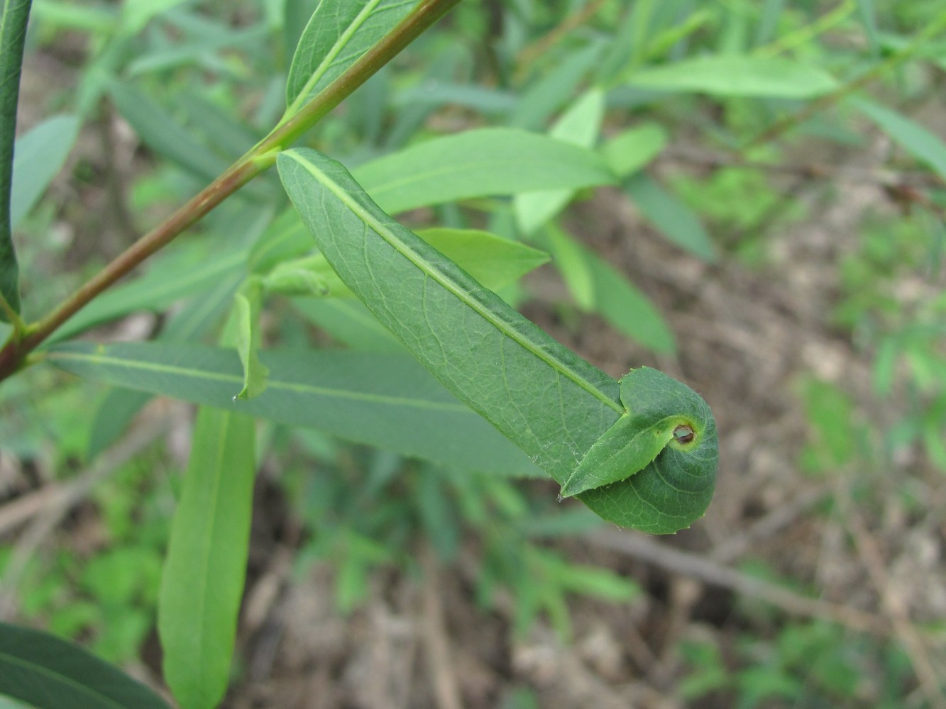 Image of Salix elbursensis specimen.