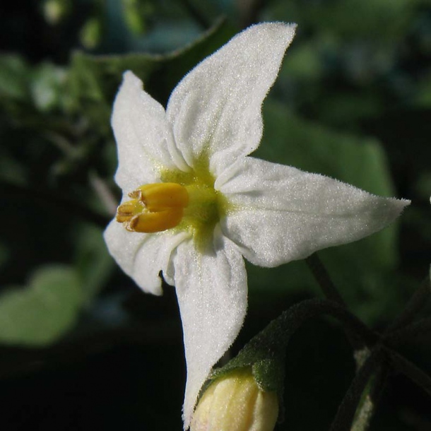 Изображение особи Solanum nigrum.