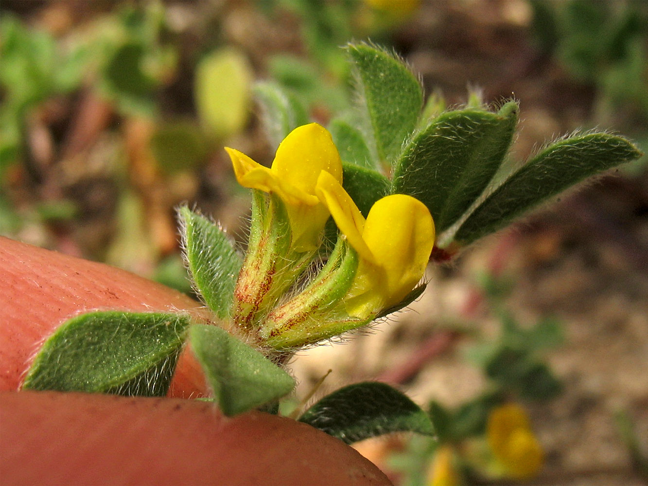 Image of Lotus peregrinus specimen.