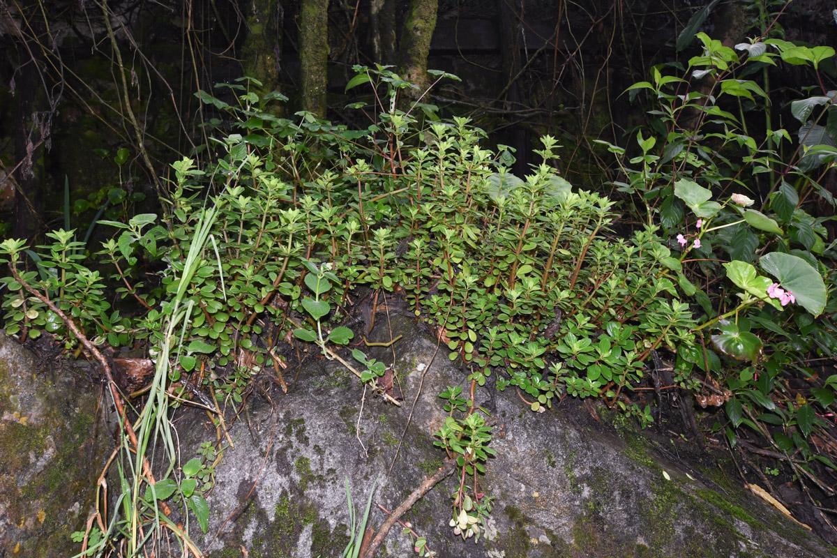 Image of genus Peperomia specimen.