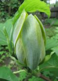 Magnolia acuminata