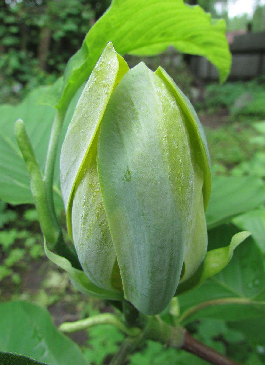 Image of Magnolia acuminata specimen.