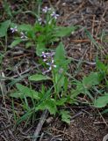 Chorispora tenella