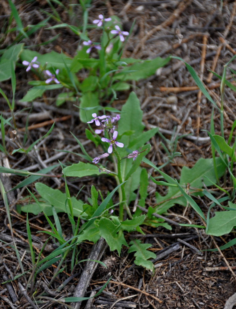 Image of Chorispora tenella specimen.