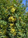 Berberis vulgaris
