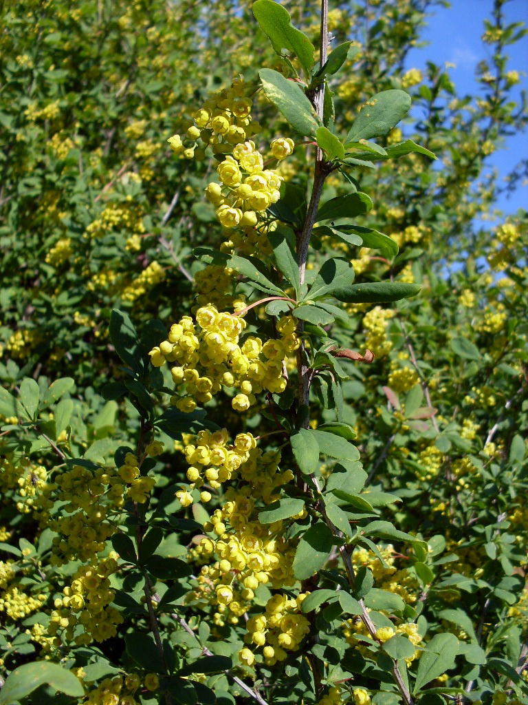 Image of Berberis vulgaris specimen.