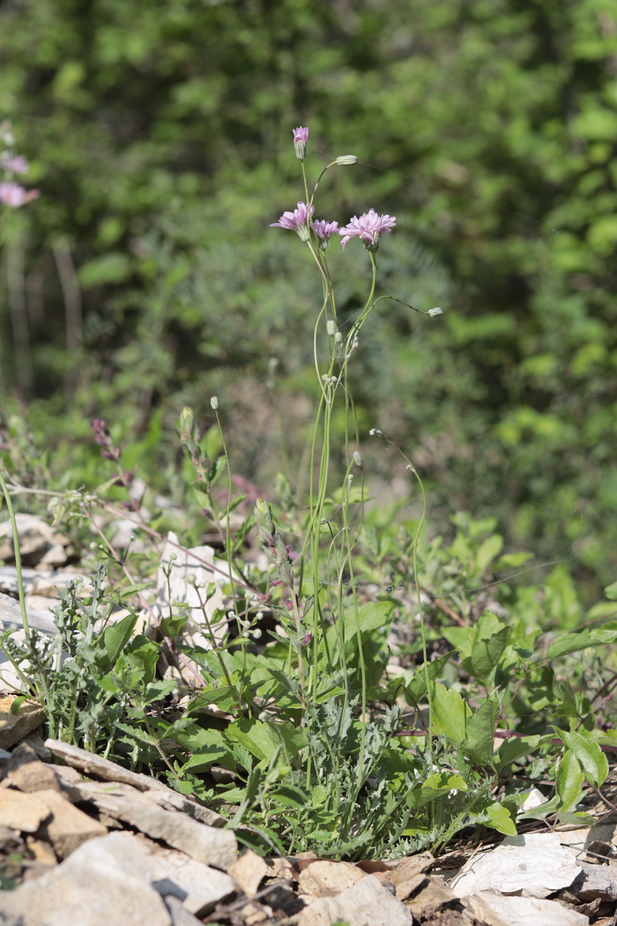 Изображение особи Lagoseris purpurea.