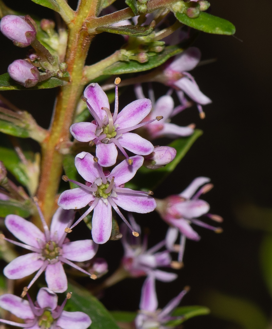 Image of Agathosma ovata specimen.