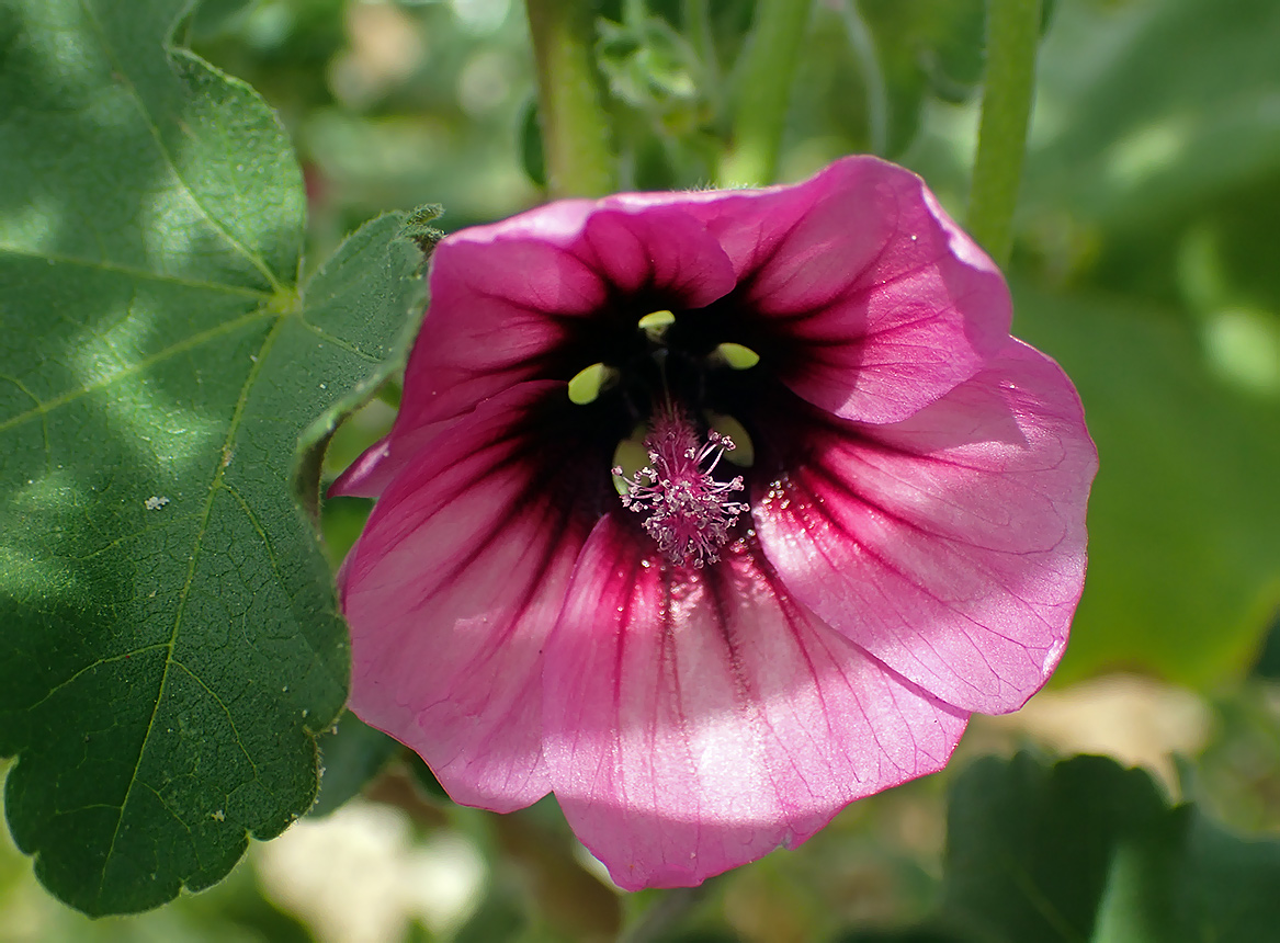 Image of Malva arborea specimen.