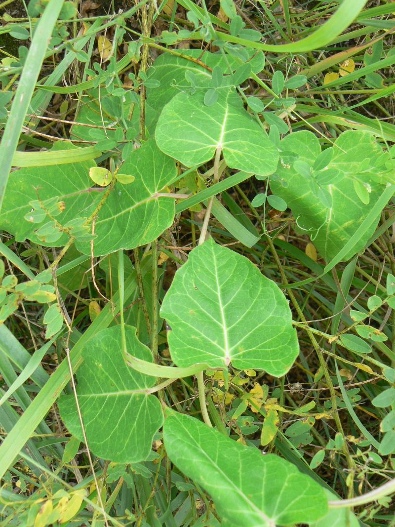 Image of Metaplexis japonica specimen.