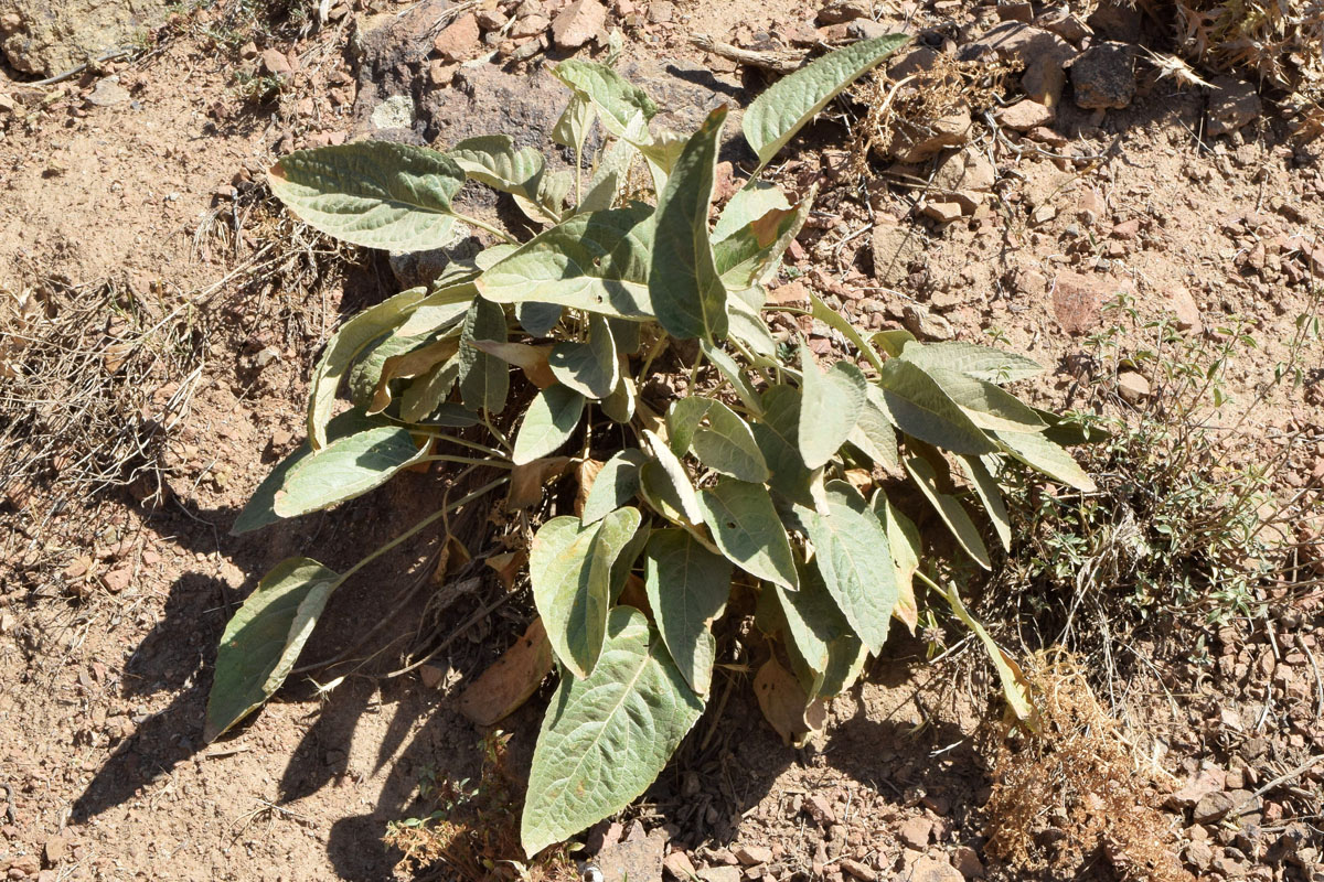 Image of Phlomis sewerzowii specimen.