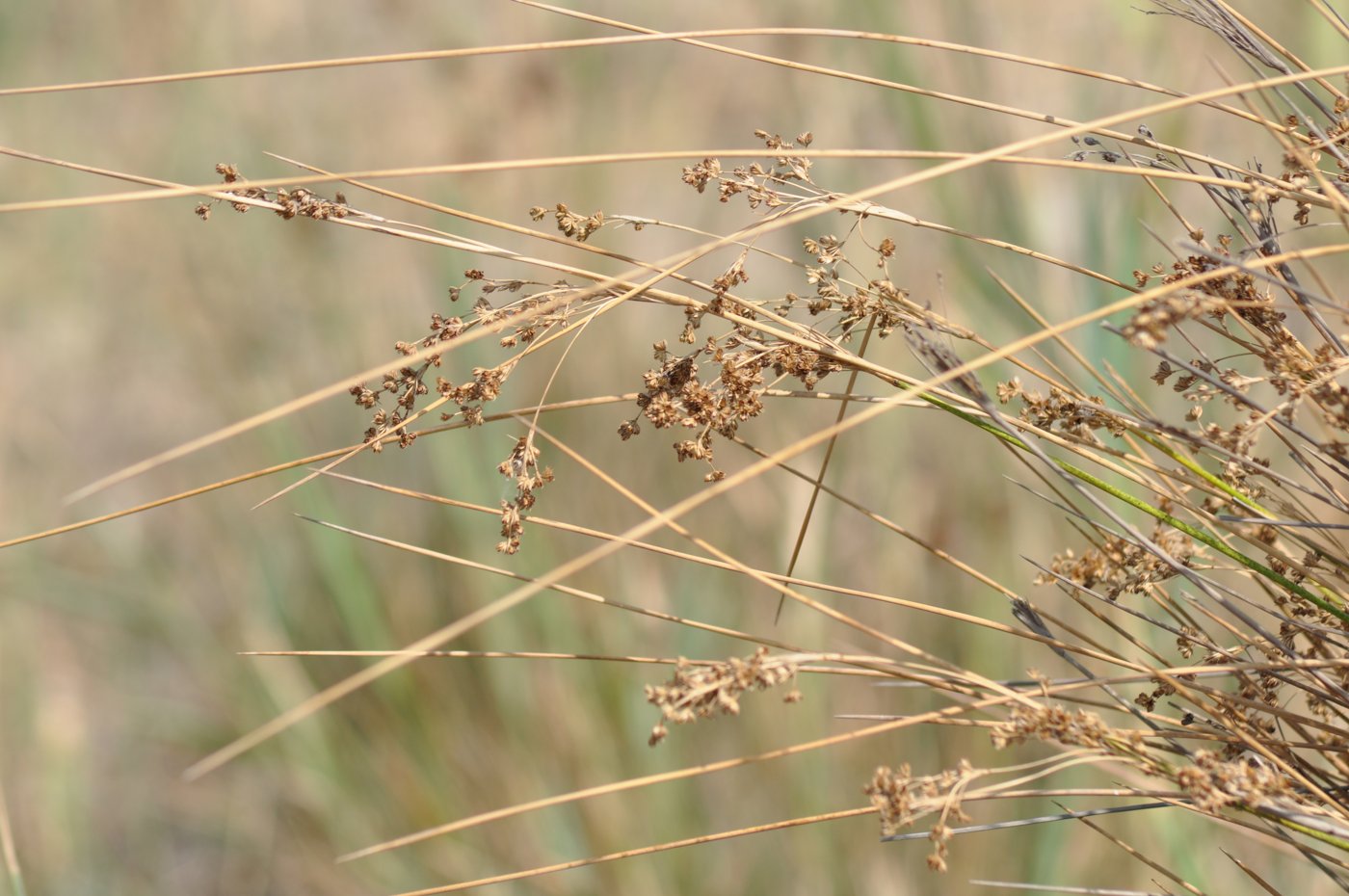 Изображение особи Juncus maritimus.
