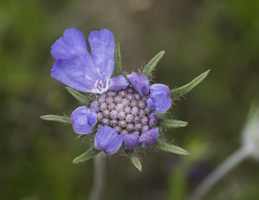 Image of Lomelosia caucasica specimen.