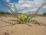 Astragalus farctus. Цветущее растение. Южный Казахстан, Жамбылская обл., окр. с. Акыртобе; южная часть песков Мойынкум, полузакреплённые пески. 12 мая 2021 г.