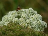 Angelica sylvestris